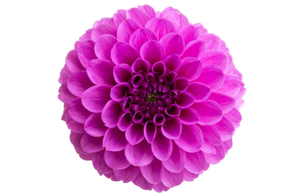 Vacker Dahlia Isolerad Vit Bakgrund — Stockfoto