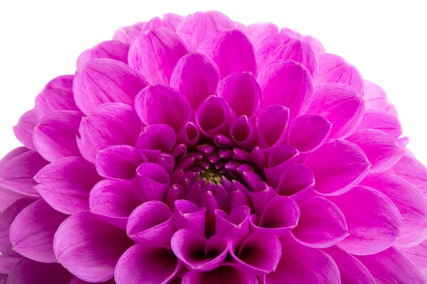 Mooie Dahlia Geïsoleerd Witte Achtergrond — Stockfoto