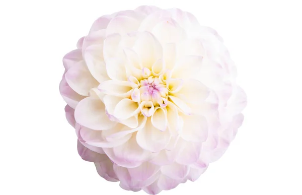 Belle Dahlia Isolé Sur Fond Blanc — Photo