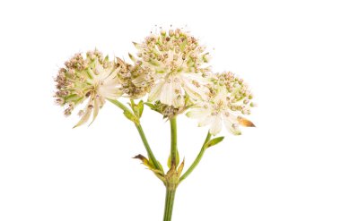 astrantia çiçeği beyaz arkaplanda izole