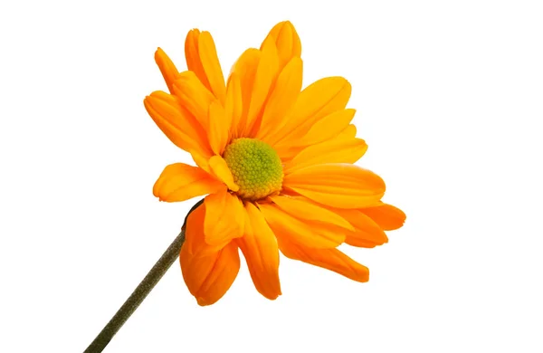 Krásný Chryzantéma Květiny Izolované Bílém Pozadí — Stock fotografie