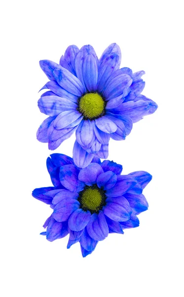 Mooie Chrysant Bloemen Geïsoleerd Witte Achtergrond — Stockfoto