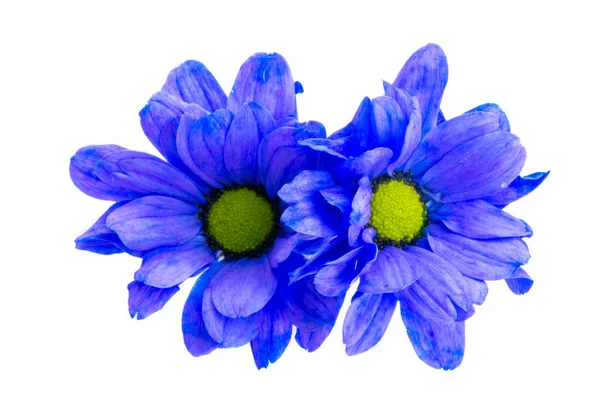 Mooie Chrysant Bloemen Geïsoleerd Witte Achtergrond — Stockfoto