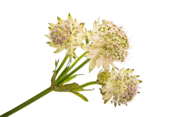 Astrantia Çiçeği Beyaz Arkaplanda Izole — Stok fotoğraf