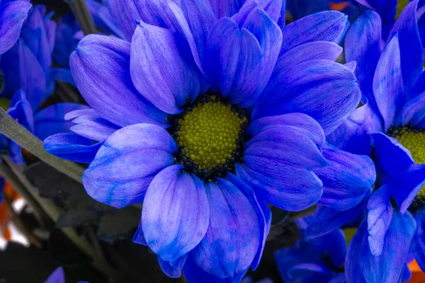 Hrysanthemum Azul Cerca Sobre Fondo Blanco —  Fotos de Stock