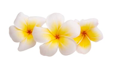 Plumeria çiçeği beyaz arkaplanda izole edilmiş