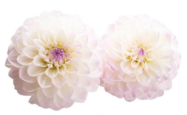 Dahlia Květiny Izolované Bílém Pozadí — Stock fotografie