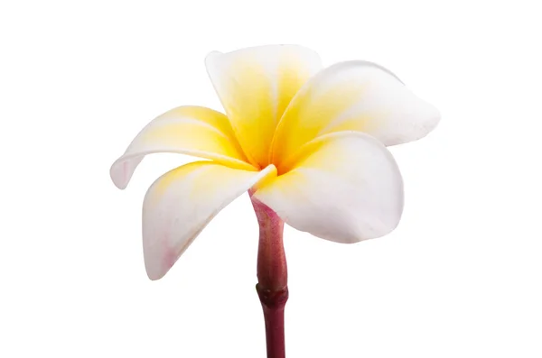 Plumeria Çiçeği Beyaz Arkaplanda Izole Edilmiş — Stok fotoğraf