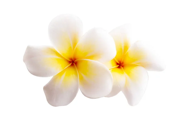 Plumeria Flor Isolada Fundo Branco — Fotografia de Stock