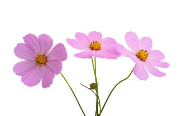 Beyaz arkaplanda izole edilmiş pembe kozmos çiçeği