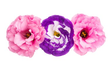 Güzel Eustoma beyaz arkaplanda izole edilmiş.