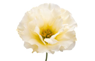 Güzel Eustoma beyaz arkaplanda izole edilmiş.