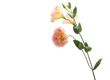 Güzel Eustoma beyaz arkaplanda izole edilmiş.