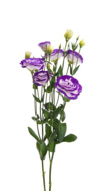 Güzel Eustoma beyaz arkaplanda izole edilmiş.