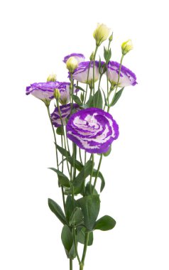 Güzel Eustoma beyaz arkaplanda izole edilmiş.