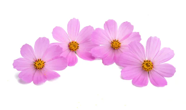 粉红的宇宙花朵在白色背景上被隔离 — 图库照片
