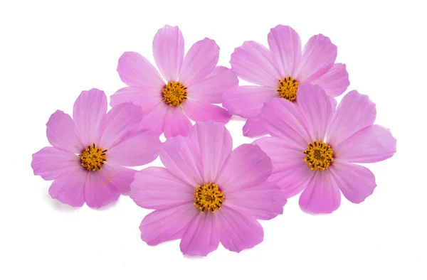 Pink Cosmos Flower Isolated White Background — Stock Photo, Image