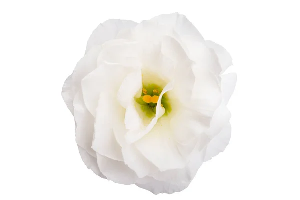 Piękny Eustoma Izolowane Białym Tle — Zdjęcie stockowe