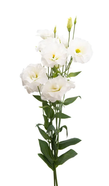 Mooie Eustoma Geïsoleerd Witte Achtergrond — Stockfoto