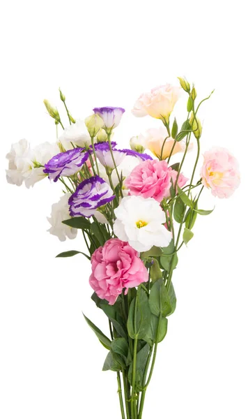 Beautiful Eustoma Isolated White Background — Stock Photo, Image