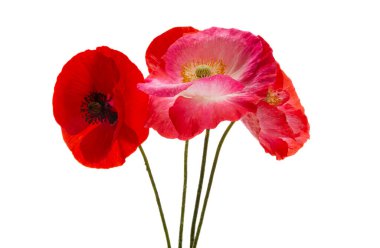 Beyaz arka planda izole edilmiş güzel gelincikler