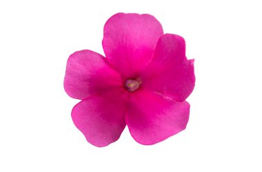 Beyaz arkaplanda izole edilmiş pembe verbena