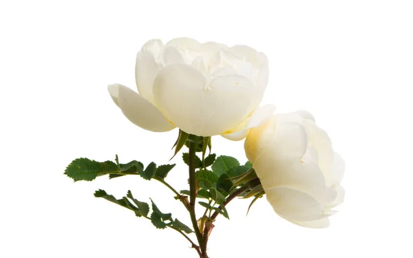 Rosa Trepadora Blanca Aislada Sobre Fondo Blanco — Foto de Stock