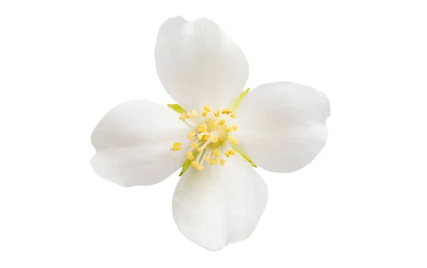 Jasmijnbloem Geïsoleerd Witte Achtergrond — Stockfoto