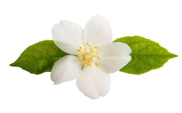 Jasmijnbloem Geïsoleerd Witte Achtergrond — Stockfoto