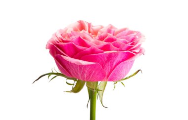 Beyaz arkaplanda izole edilmiş güzel bir gül