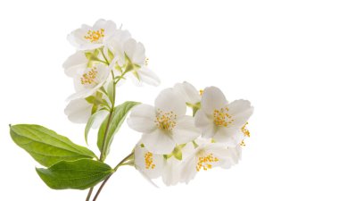 yasemin çiçeği beyaz arkaplanda izole edilmiş