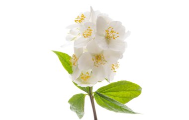 yasemin çiçeği beyaz arkaplanda izole edilmiş