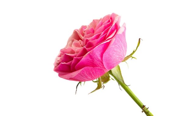 Mooie Roos Geïsoleerd Witte Achtergrond — Stockfoto