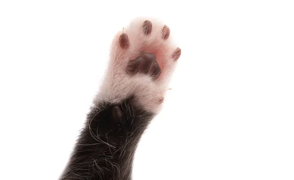 白い背景に隔離された子猫の足 — ストック写真