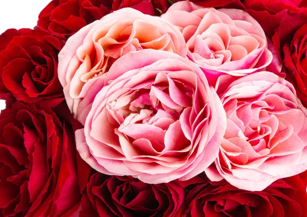 Hermosa Rosa Aislada Sobre Fondo Blanco — Foto de Stock