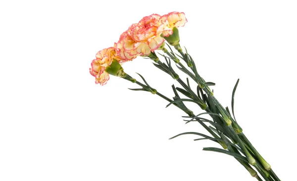 Carnation Isolated White Background — Stock Photo, Image