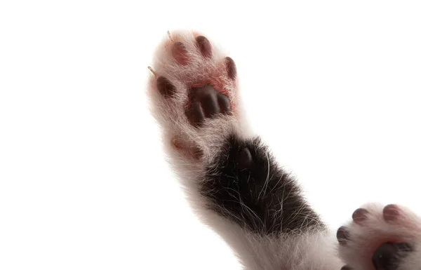 Kotě Tlapky Izolované Bílém Pozadí — Stock fotografie