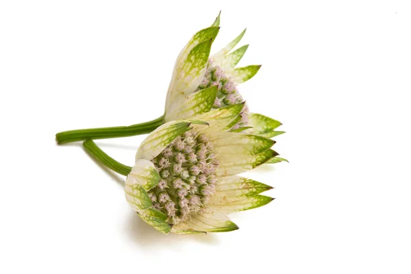 Astrantia Bloem Geïsoleerd Witte Achtergrond — Stockfoto