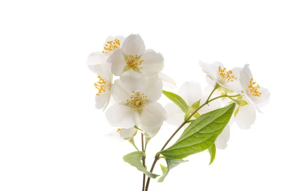 Fiore Gelsomino Isolato Sfondo Bianco — Foto Stock