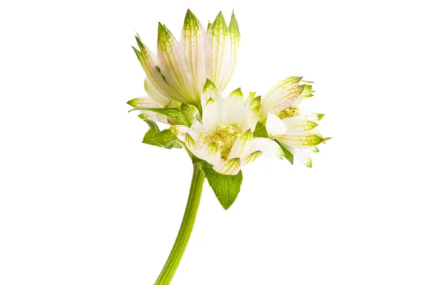 Astrantia Çiçeği Beyaz Arkaplanda Izole — Stok fotoğraf