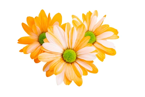 Orange Chrysanthemum Isolated White Background — Stock Photo, Image