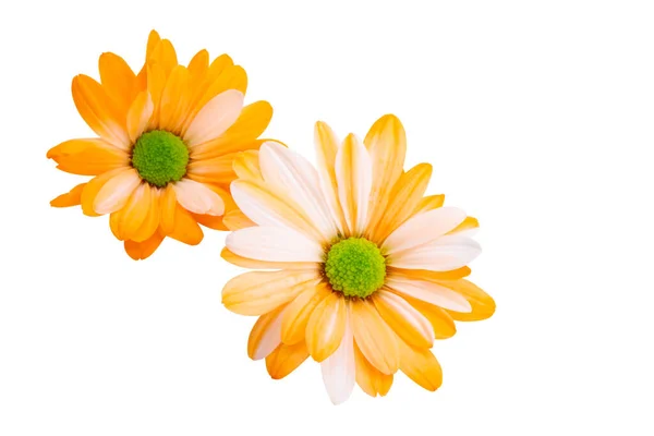 Orange Chrysanthemum Isolated White Background — Stock Photo, Image