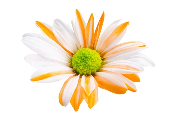 Orange Chrysanthemum Isolated White Background — Stock Photo, Image