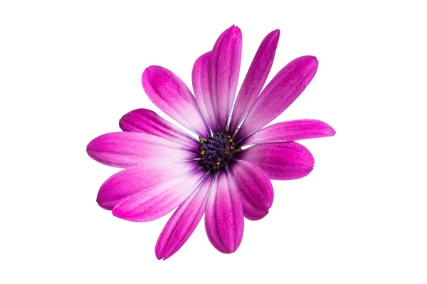 Osteospermum Heřmánkový Květ Izolované Bílém Pozadí Detailní Makro — Stock fotografie