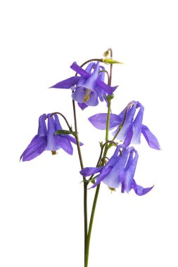 Aquilegia beyaz arkaplanda izole edildi