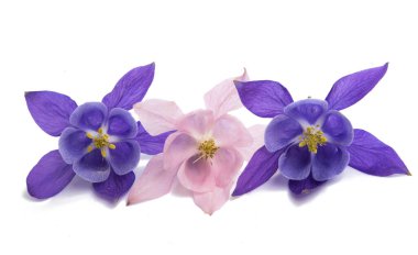 Aquilegia beyaz arkaplanda izole edildi