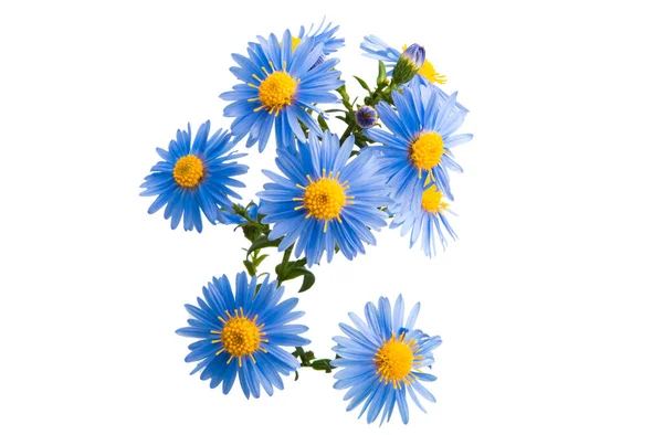 Staude Aster Blume Isoliert Auf Weißem Hintergrund — Stockfoto