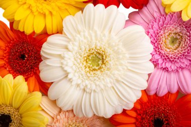 Gerbera çiçeklerinin arkaplanı
