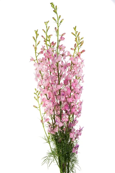 Bukett Äng Blommor Isolerad Vit Bakgrund — Stockfoto