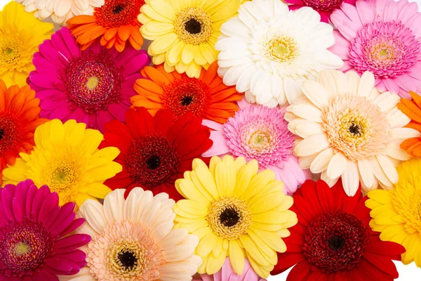 Bakgrund Gerbera Blommor Närbild — Stockfoto